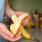 Which way do monkeys open bananas?