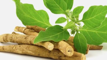 Who can use ashwagandha?
