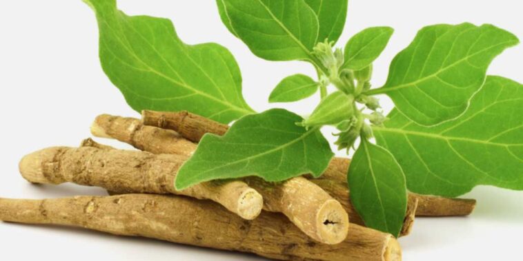 Who can use ashwagandha?