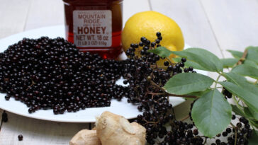 Who should not take elderberry?