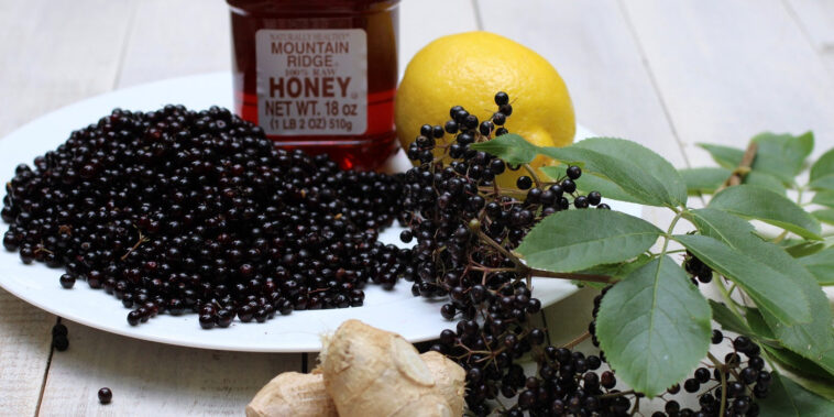 Who should not take elderberry?
