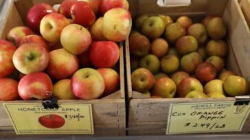 Why are Cortland apples so good?