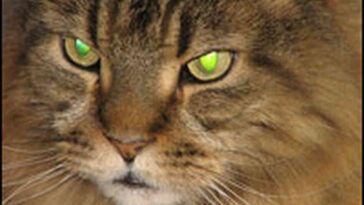 Why are Petes eyes dark?