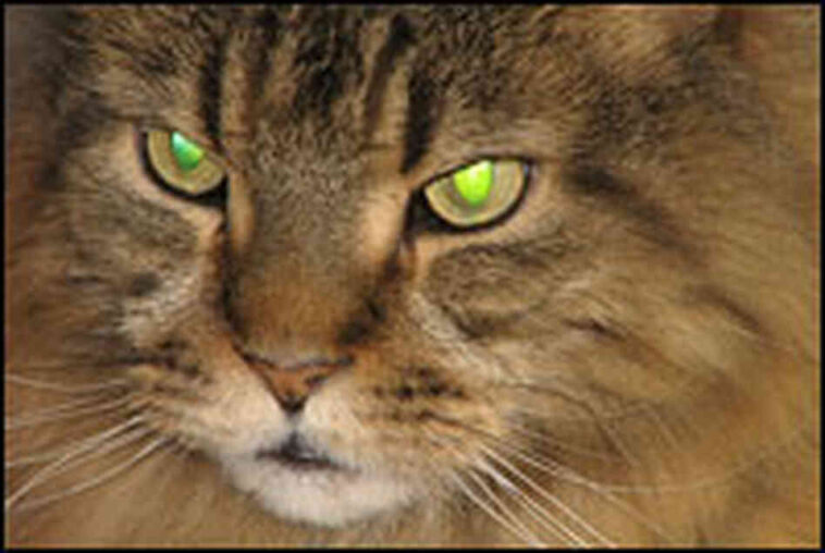 Why are Petes eyes dark?