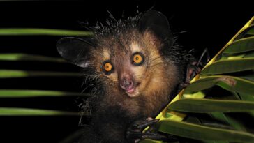 Why are Petes eyes so dark?