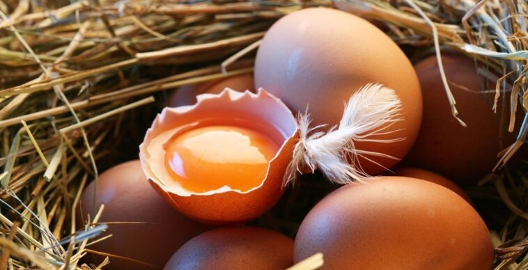 Why are free-range eggs better?