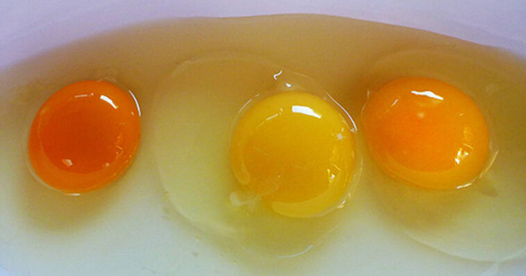 Why are organic egg yolks so yellow?