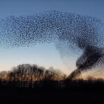 Why did Target switch to good and gather?