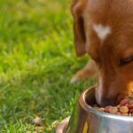 Why do I forget to eat all day?