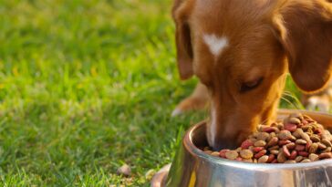 Why do I forget to eat all day?