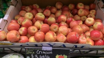 Why do apples make me burp?