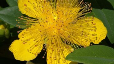 Why do cherries give me diarrhea?