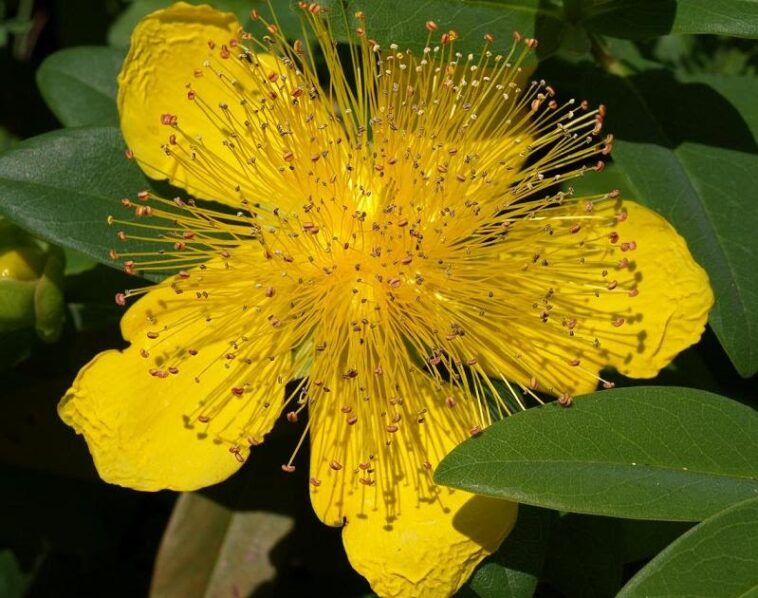 Why do cherries give me diarrhea?