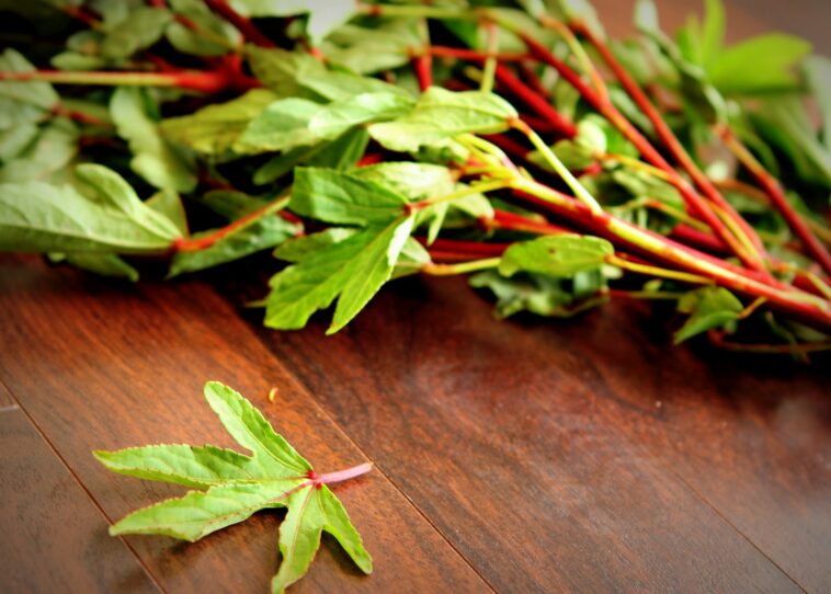 Why do leafy vegetables shrink so much when cooked?