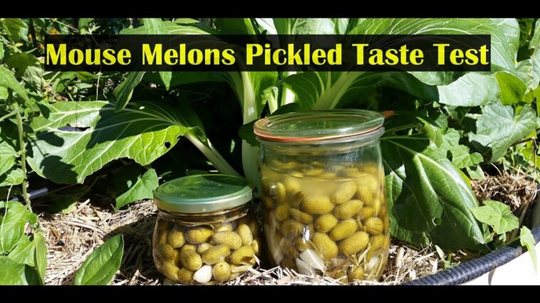 Why do pickles make me gassy?