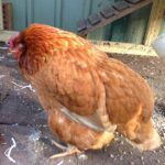 Why does my chicken look brown?