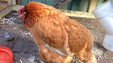 Why does my chicken look brown?