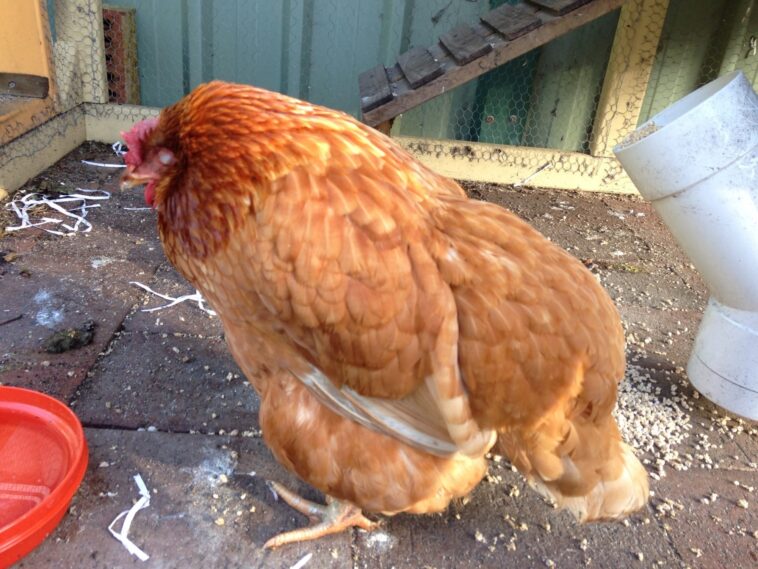 Why does my chicken look brown?