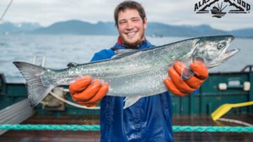 Why is Alaska Pollock so cheap?