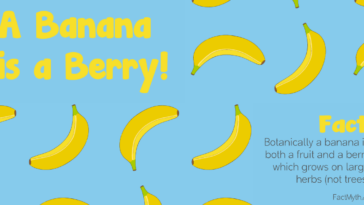 Why is a banana a berry but a strawberry isn t?