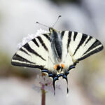 Why is butter scarce?