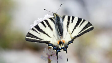 Why is butter scarce?