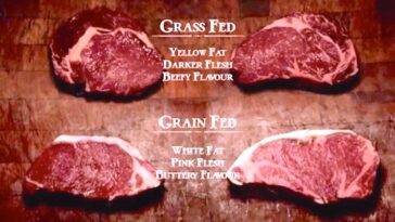 Why is grass fed beef darker?