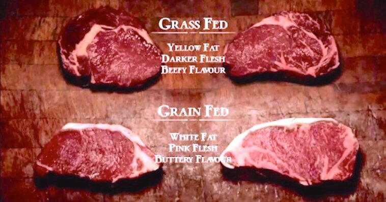 Why is grass fed beef darker?