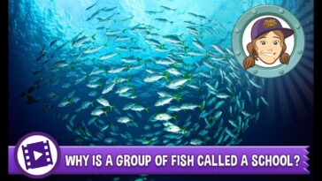 Why is it called animal style?