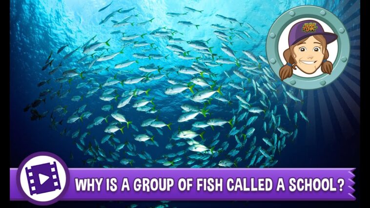 Why is it called animal style?