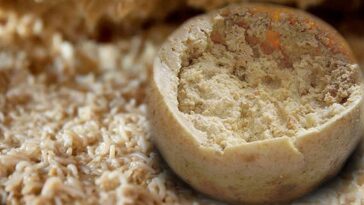 Why is maggot cheese illegal?