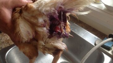 Why is my chicken turning black?