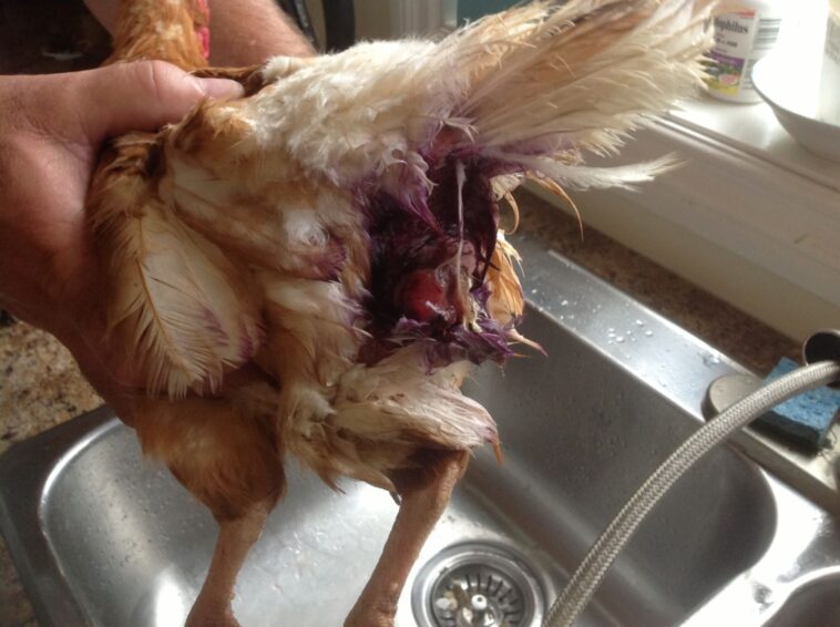 Why is my chicken turning black?