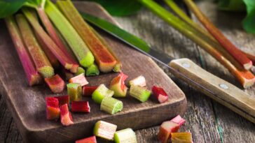 Why is rhubarb considered a fruit?