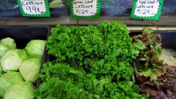 Why is there no lettuce?