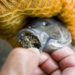 Why is tilapia dirty?