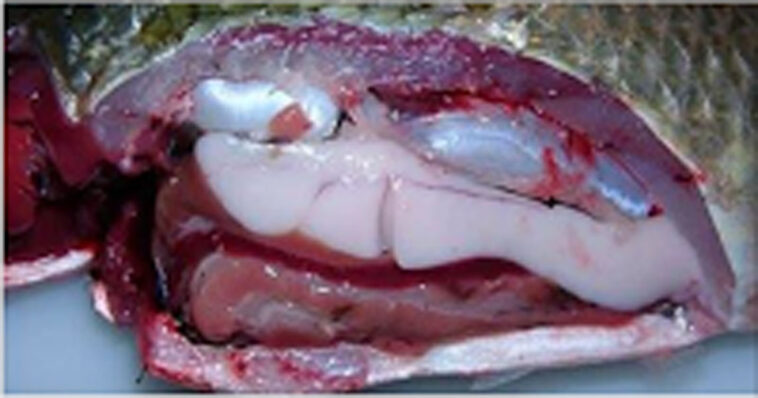 Why is tilapia so cheap?