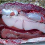 Why is tilapia so cheap?