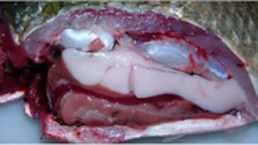 Why is tilapia so cheap?