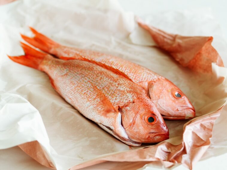 Why should red snapper not be eaten?