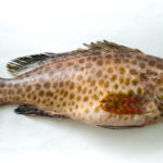 Why should you not eat grouper?
