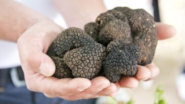 Why truffles are so expensive?