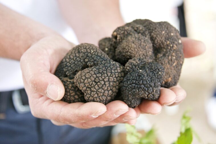 Why truffles are so expensive?