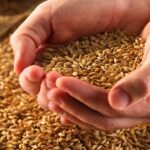 Why you should stop eating grains?