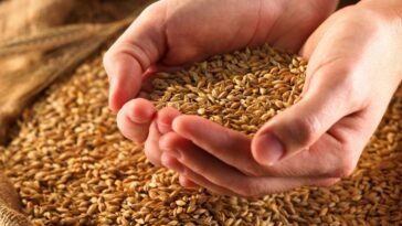 Why you should stop eating grains?