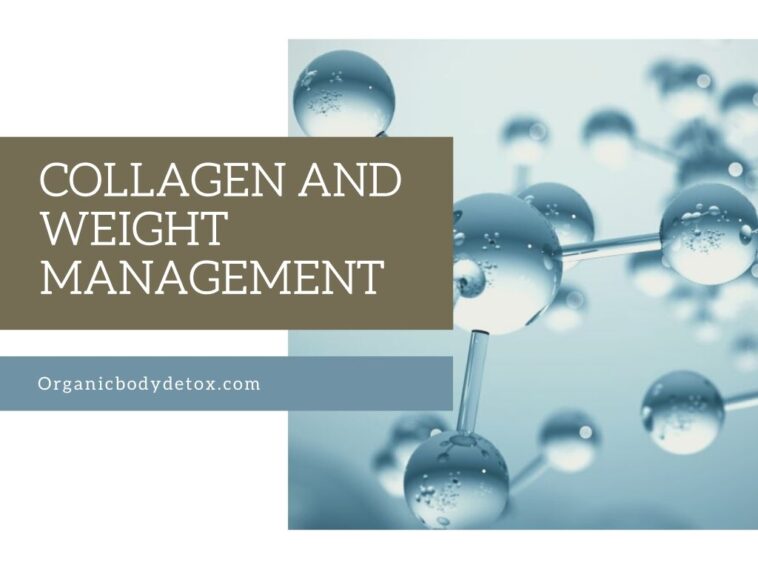 Can collagen cause weight gain?