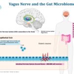 Can probiotics help vagus nerve?