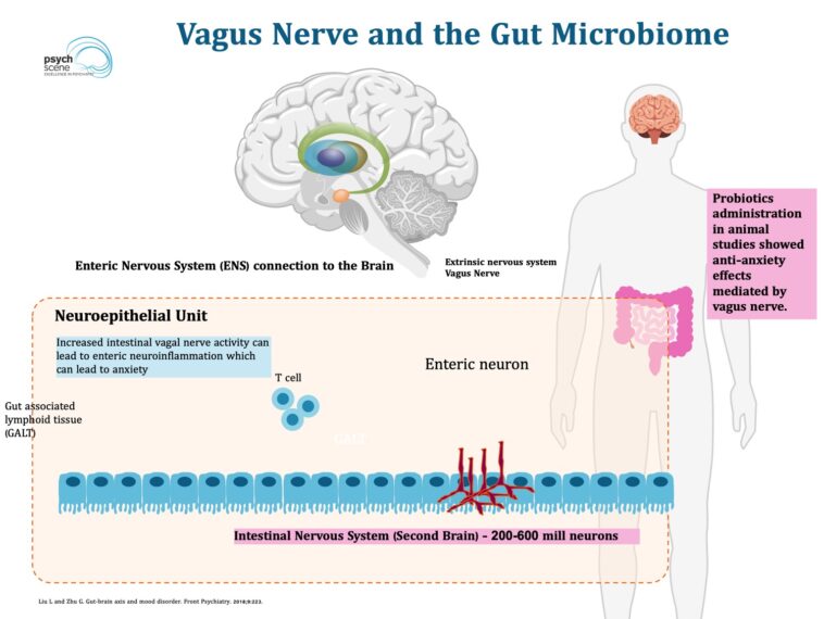 Can probiotics help vagus nerve?