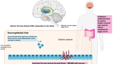 Can probiotics help vagus nerve?