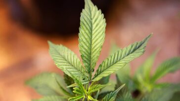 Can too much chlorophyll make you sick?